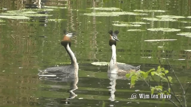 Great Crested Grebe - ML201744691