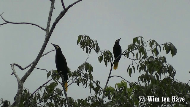 chocooropendola - ML201744711