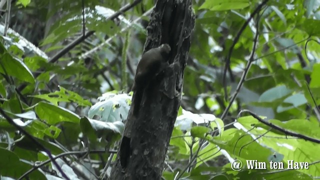 Plain-brown Woodcreeper (Plain-brown) - ML201744751