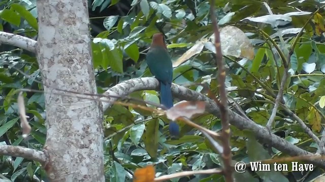 Rufous Motmot - ML201744771