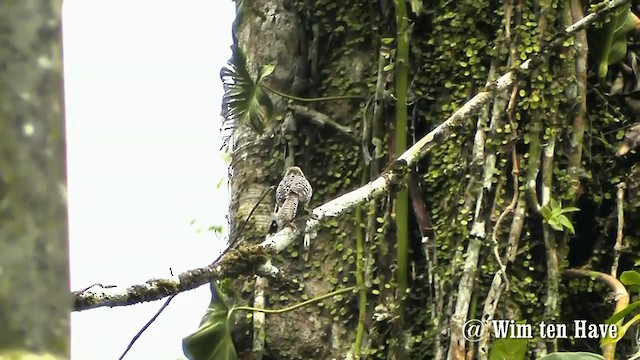 Band-backed Wren - ML201744791