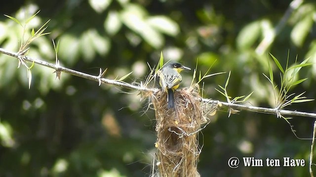 Common Tody-Flycatcher (cinereum Group) - ML201744801