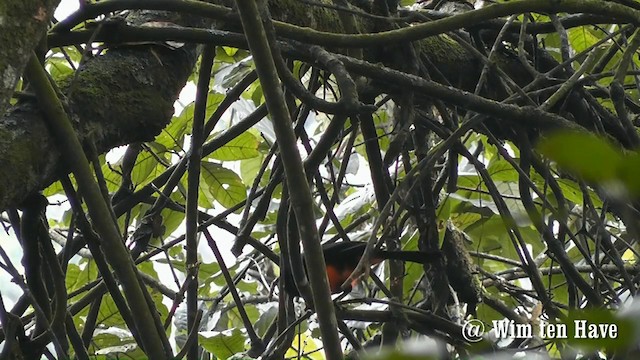 Red-bellied Grackle - ML201744821