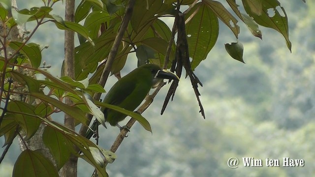 Toucanet à gorge blanche (albivitta/phaeolaemus) - ML201744831