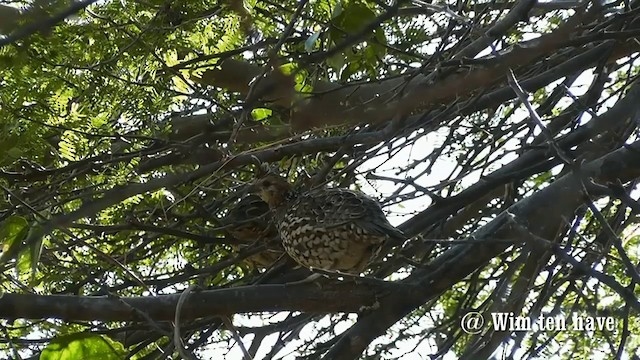 Crested Bobwhite - ML201744851