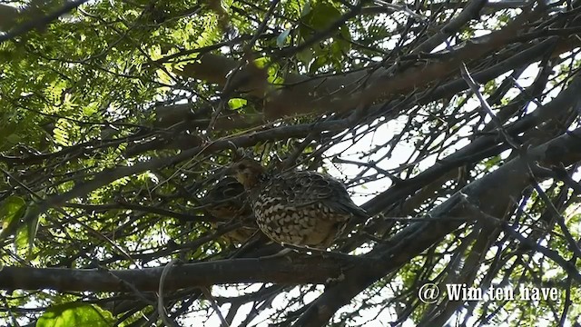 Crested Bobwhite (Crested) - ML201744851