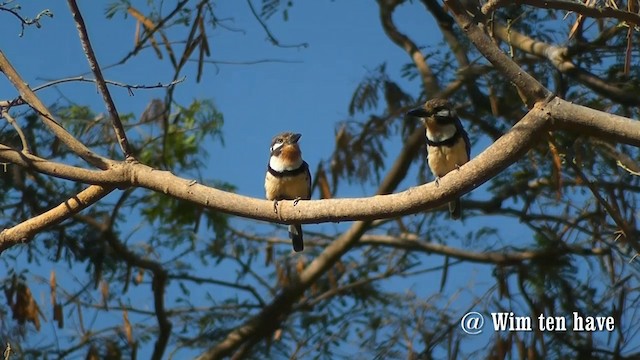 Russet-throated Puffbird - ML201744861