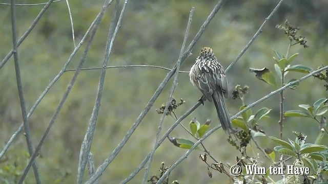 Streaked Tit-Spinetail - ML201744921