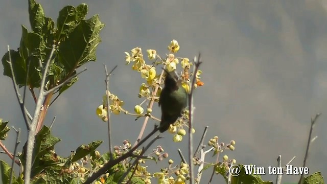 bronsehalekolibri - ML201744951