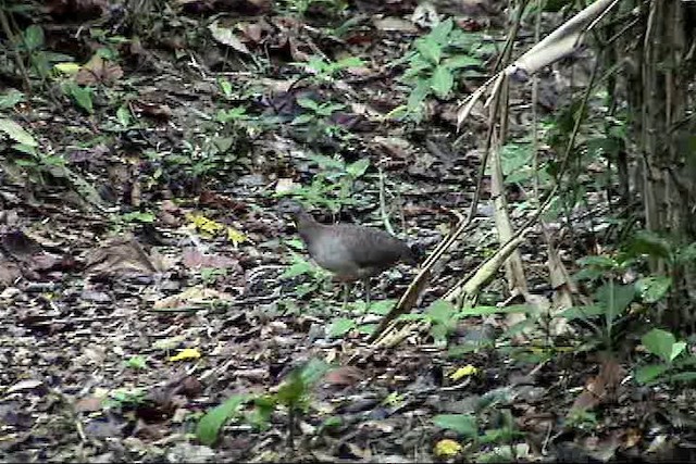 Tinamou vermiculé - ML201745061