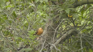  - Rufescent Flycatcher