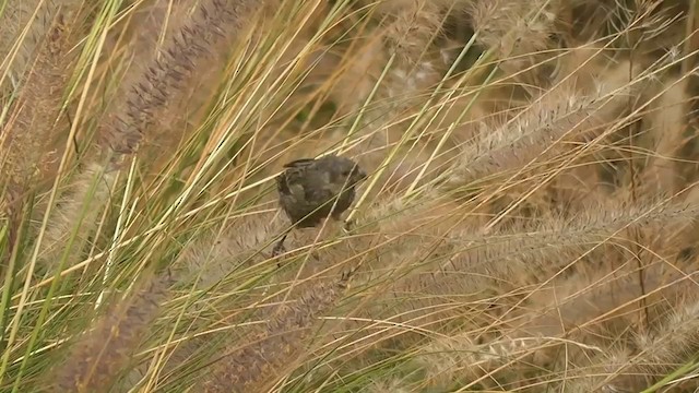 Band-tailed Seedeater - ML201745101