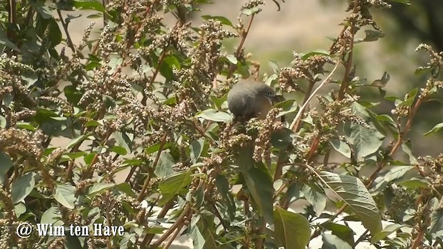 Band-tailed Seedeater - ML201745111