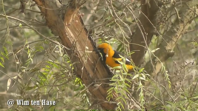 Oriole leucoptère - ML201745131