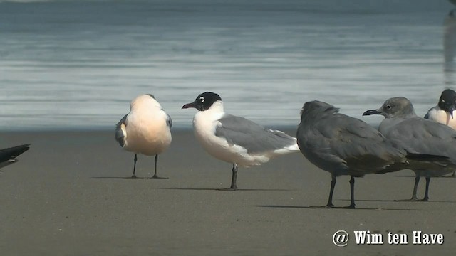 Franklin's Gull - ML201745171