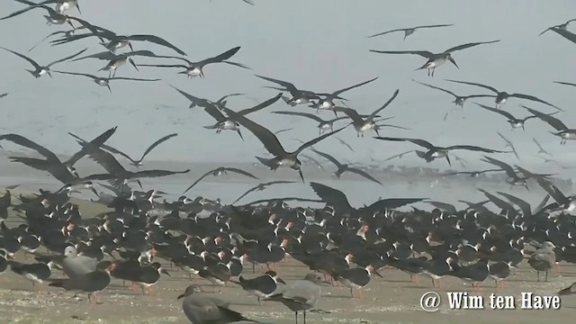Водоріз американський (підвид cinerascens) - ML201745181