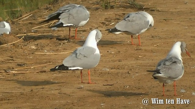 Mouette à tête grise - ML201745201