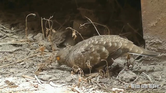 Bare-faced Ground Dove - ML201745281