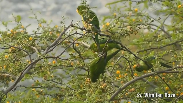 Mountain Parakeet - ML201745291