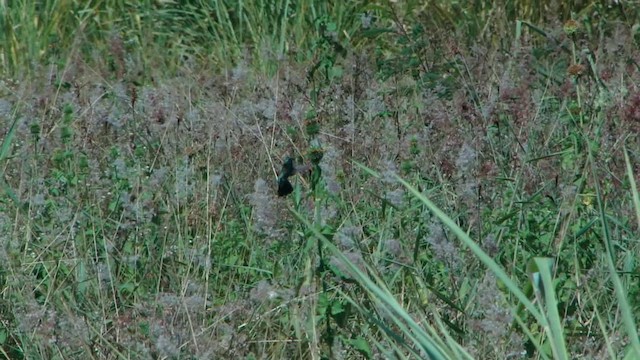 Colibri à ventre blanc - ML201745331