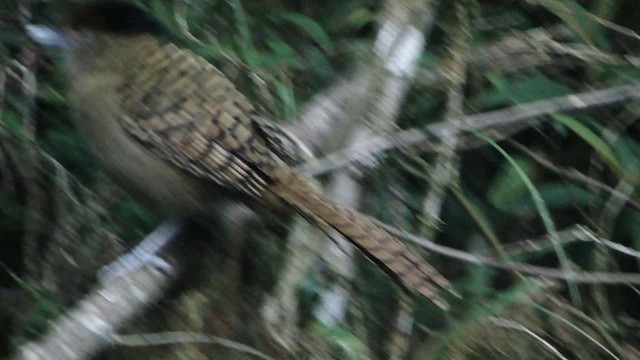 Giant Antshrike - ML201745381