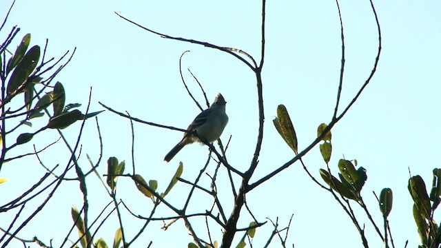 Plain-crested Elaenia - ML201745401