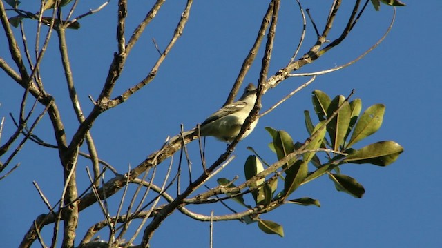 Plain-crested Elaenia - ML201745411