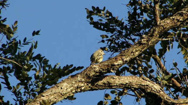 Plain-crested Elaenia - ML201745421