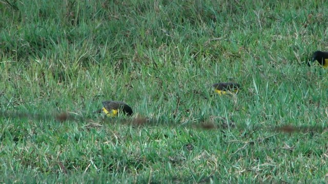 Yellow-rumped Marshbird - ML201745431