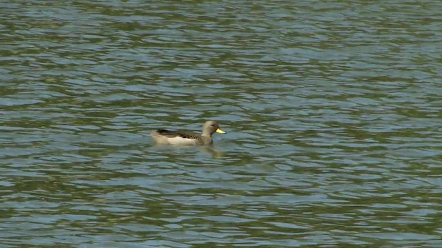 Yellow-billed Teal - ML201745461