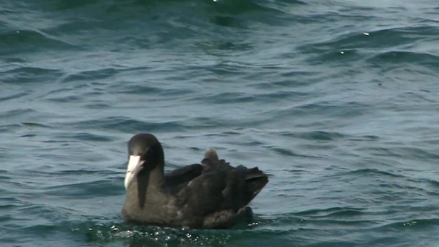 Southern Giant-Petrel - ML201745471