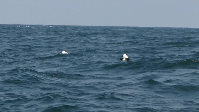 White-chinned Petrel - ML201745481