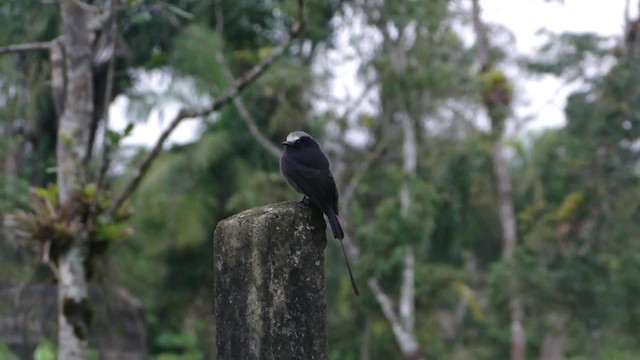 Long-tailed Tyrant - ML201745511