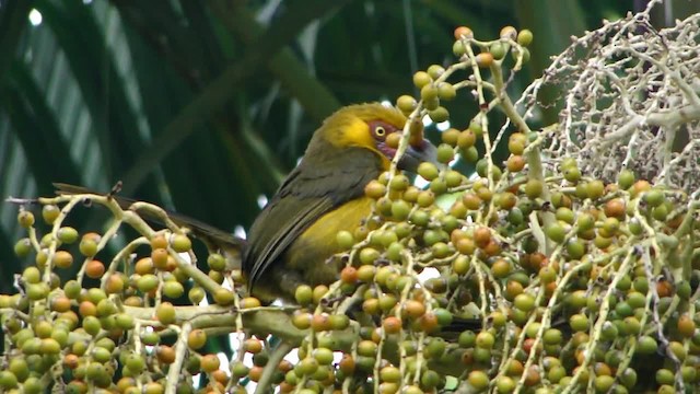Saffron Toucanet - ML201745541