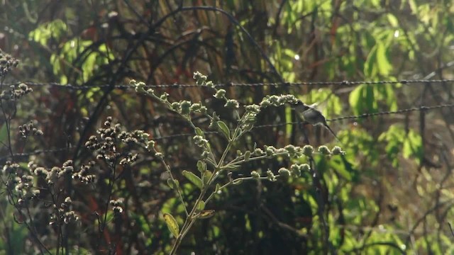 Colibrí Cornudito - ML201745571