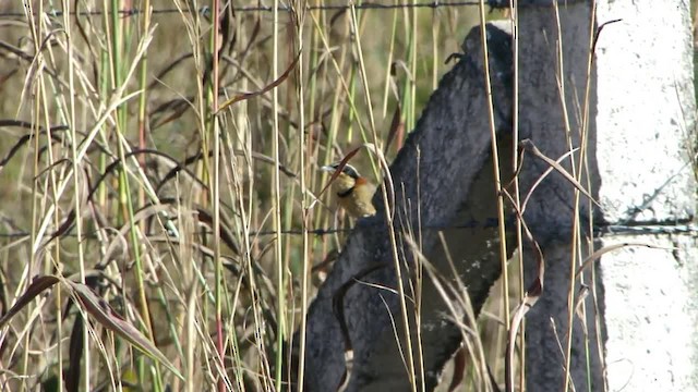 Cordon-noir à col roux - ML201745581