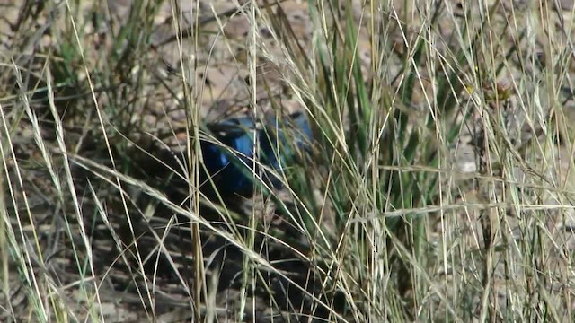 Blue Finch - ML201745611