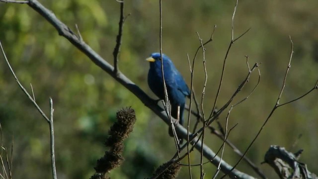 Blue Finch - ML201745621