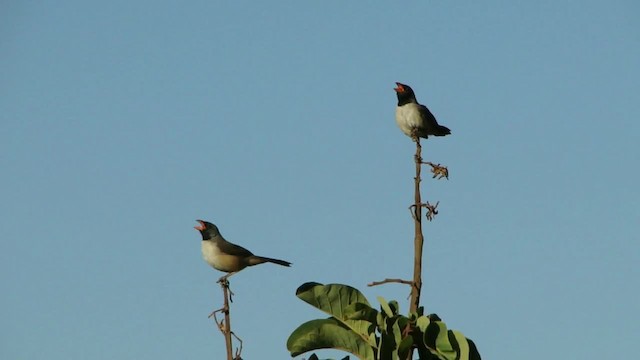 Black-throated Saltator - ML201745661