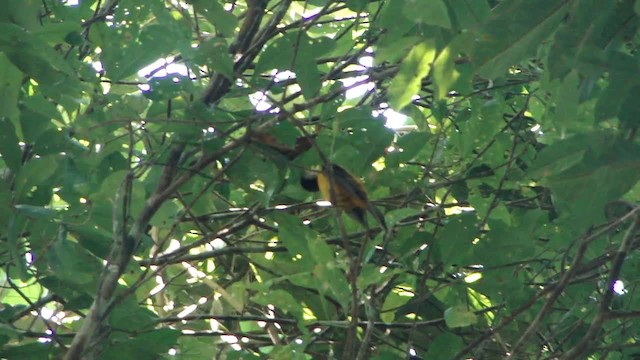 Fulvous Shrike-Tanager - ML201745761