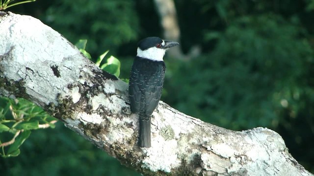 Guianan Puffbird - ML201745781