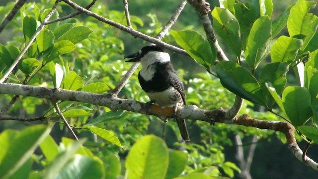 Guianan Puffbird - ML201745811