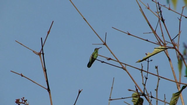 Зелёнохвостый колибри - ML201745821