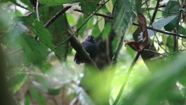 Star-throated Antwren - ML201745831