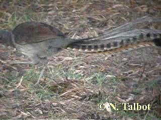 Superb Lyrebird - ML201745841