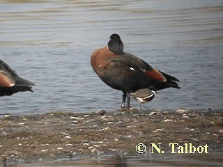 Australian Shelduck - ML201745901