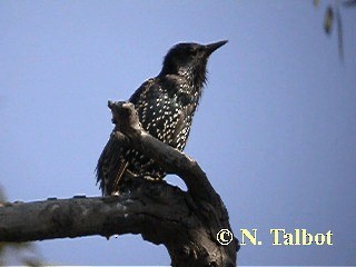 European Starling - ML201745921