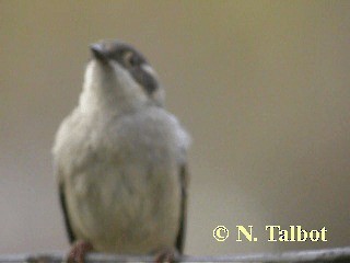 Brown-headed Honeyeater - ML201745931