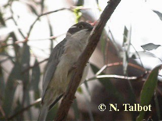 Brown-headed Honeyeater - ML201745941