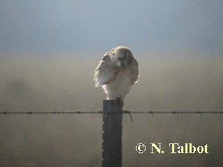 Nankeen Kestrel - ML201745961